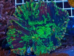 copyright Extreme Corals, Claude Schuhmacher copyright Extreme Corals, Claude Schuhmacher