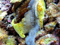 Pericelis Pericelis