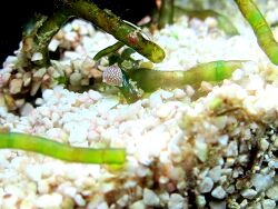 Foraminiferen sp. Foraminiferen sp.