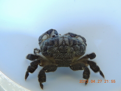 Actaeodes tomentosus - Rundkrabbe Actaeodes tomentosus - Rundkrabbe