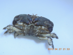 Actaeodes tomentosus - Rundkrabbe Actaeodes tomentosus - Rundkrabbe