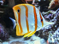 Marley Falterfisch Marley Falterfisch