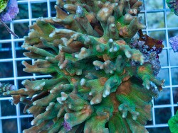 copyright Xtreme Corals, Claude Schuhmacher copyright Xtreme Corals, Claude Schuhmacher