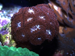 Blastomussa merleti - Großpolypige Steinkoralle Blastomussa merleti - Großpolypige Steinkoralle