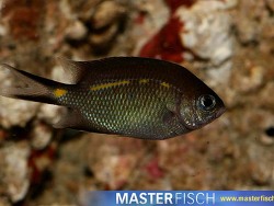 Acanthochromis polyacanthus - Riffbarsch Acanthochromis polyacanthus - Riffbarsch