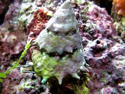 Astralium sp. Astralium sp.