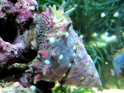Astralium sp. Astralium sp.