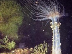 Copyright Chrisitan Coudre, Frankreich Copyright Chrisitan Coudre, Frankreich