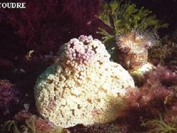 Copyright Chrisitan Coudre, Frankreich Copyright Chrisitan Coudre, Frankreich