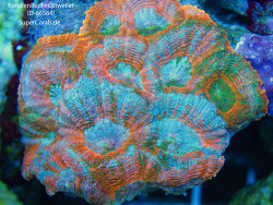 Australomussa rowleyensis Australomussa rowleyensis