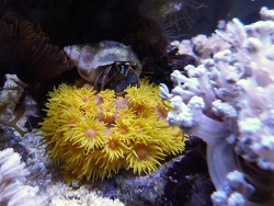 Großscheren Einsiedlerkrebs... Großscheren Einsiedlerkrebs...