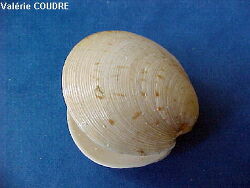 Copyright Chrisitan Coudre, Frankreich Copyright Chrisitan Coudre, Frankreich