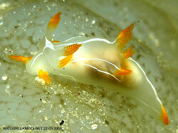 Trapania lineata Trapania lineata