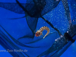 Acanthemblemaria balanorum (c) by Stefan Riedle Acanthemblemaria balanorum (c) by Stefan Riedle