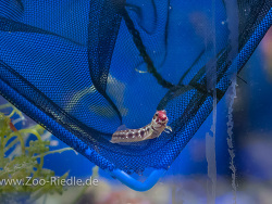 Acanthemblemaria balanorum - (c) by Stefan Riedle Acanthemblemaria balanorum - (c) by Stefan Riedle