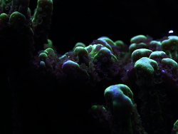 Montipora confusa - Mikroporenkoralle Montipora confusa - Mikroporenkoralle