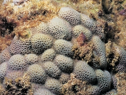 Copyright Dr. Jim Maragos, Hawaii Copyright Dr. Jim Maragos, Hawaii