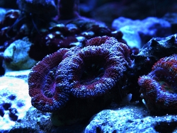 Acanthastrea lordhowensis - Großpolypige Steinkoralle Acanthastrea lordhowensis - Großpolypige Steinkoralle