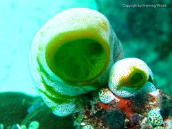 Didemnum molle; Aufnahme Raja Ampat Didemnum molle; Aufnahme Raja Ampat