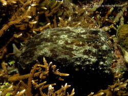 Dolabella auricularia; Aufnahme Raja Ampat Dolabella auricularia; Aufnahme Raja Ampat