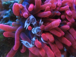Neopetrolisthes oshimai Neopetrolisthes oshimai