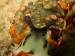 Dermatobranchus ornatus; Raja Ampat Dermatobranchus ornatus; Raja Ampat