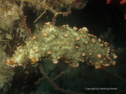 Dermatobranchus ornatus; Raja Ampat Dermatobranchus ornatus; Raja Ampat