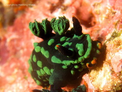 Nembrotha kubaryana;Raja Ampat Nembrotha kubaryana;Raja Ampat