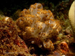 Phyllodesmium longicirrum; Raja Ampat Phyllodesmium longicirrum; Raja Ampat