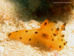 Thecacera sp.; Raja Ampat Thecacera sp.; Raja Ampat