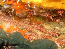 Rhynchocinetes uritai; Raja Ampat Rhynchocinetes uritai; Raja Ampat