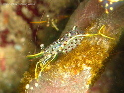 Urocaridella sp.; Raja Ampat Urocaridella sp.; Raja Ampat