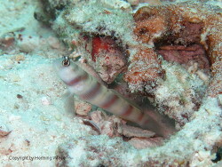 Amblyeleotris gymnocephala; Raja Ampat Amblyeleotris gymnocephala; Raja Ampat