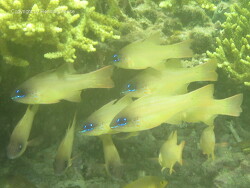 Apogon chrysopomus; Raja Ampat  Apogon chrysopomus; Raja Ampat