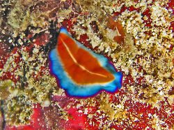 Copyright Hectonichus Copyright Hectonichus