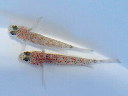 Asterropteryx bipunctata (c) by DeJong Marinelife 2013 Asterropteryx bipunctata (c) by DeJong Marinelife 2013