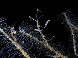 Copyright Jim Greenfiled Copyright Jim Greenfiled