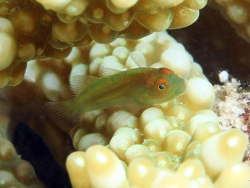 Copyright Dr. Robert Patzner Copyright Dr. Robert Patzner