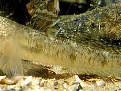 Copyright Prof. Robert Patzner Copyright Prof. Robert Patzner