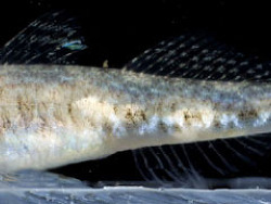 Foto: Gullmarsfjorden, Schweden Foto: Gullmarsfjorden, Schweden