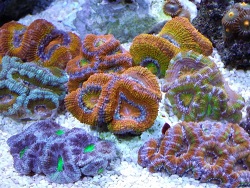 Acans Sven Kolschefsky Acans Sven Kolschefsky