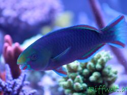 Papi von Riffwelt Papi von Riffwelt