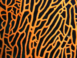 Copyright Bo Svensson, Schweden Copyright Bo Svensson, Schweden