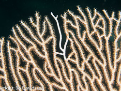 Copyright Bo Svensson, Schweden Copyright Bo Svensson, Schweden