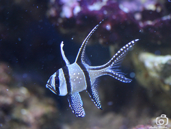 Pterapogon kauderni Pterapogon kauderni