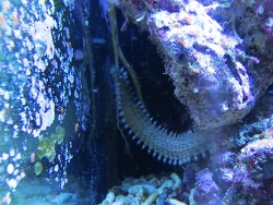 Borstenwurm Borstenwurm