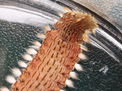 Pherecardia striata  Kopf Pherecardia striata  Kopf