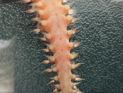 Pherecardia striata  Kopf von unten Pherecardia striata  Kopf von unten