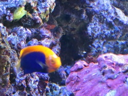 Pherecardia striata  Schaden bei Kaiserfisch Pherecardia striata  Schaden bei Kaiserfisch