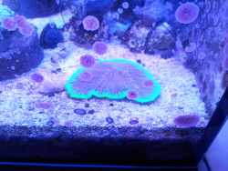 Diaseris fragilis Diaseris fragilis